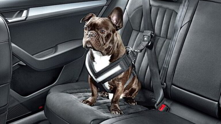 Guía esencial para transportar una mascota en tu vehículo de manera segura