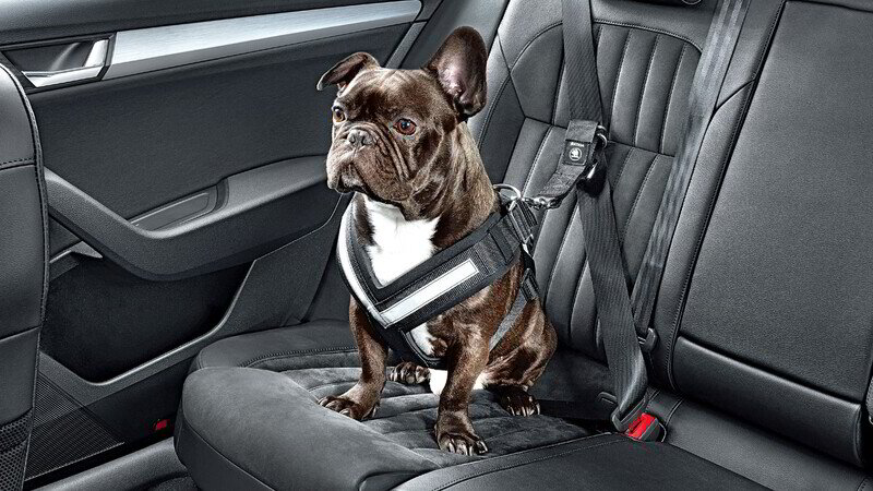 Gu&iacute;a esencial para transportar una mascota en tu veh&iacute;culo de manera segura